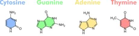 DNA Nucleobases